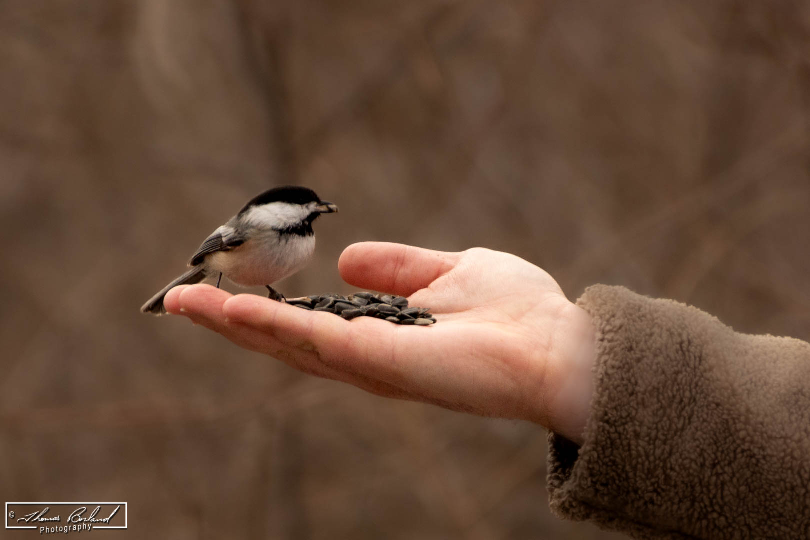 Bird in hand