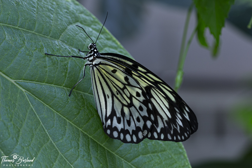 Cambridge Butterfly Conservatory