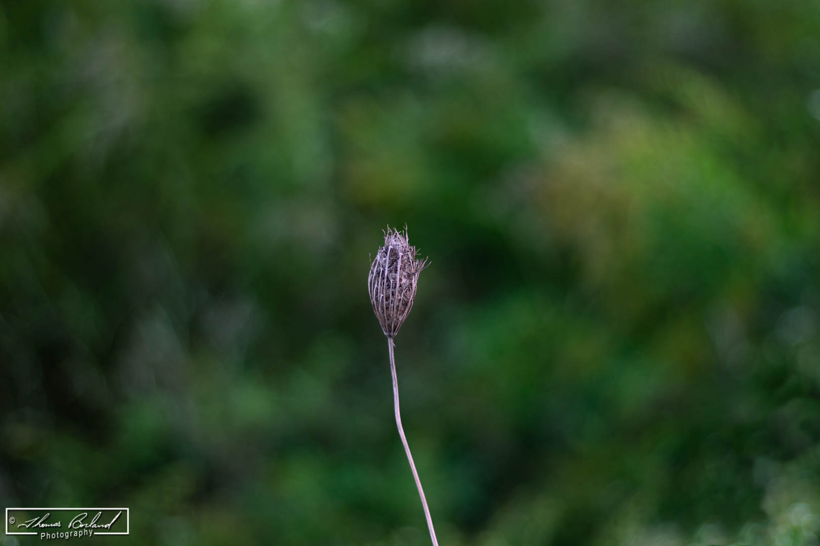 That ain't lavender google.