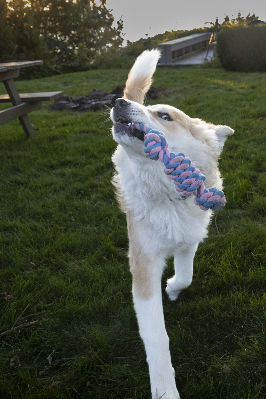 Appa Ready For Tug-of-War